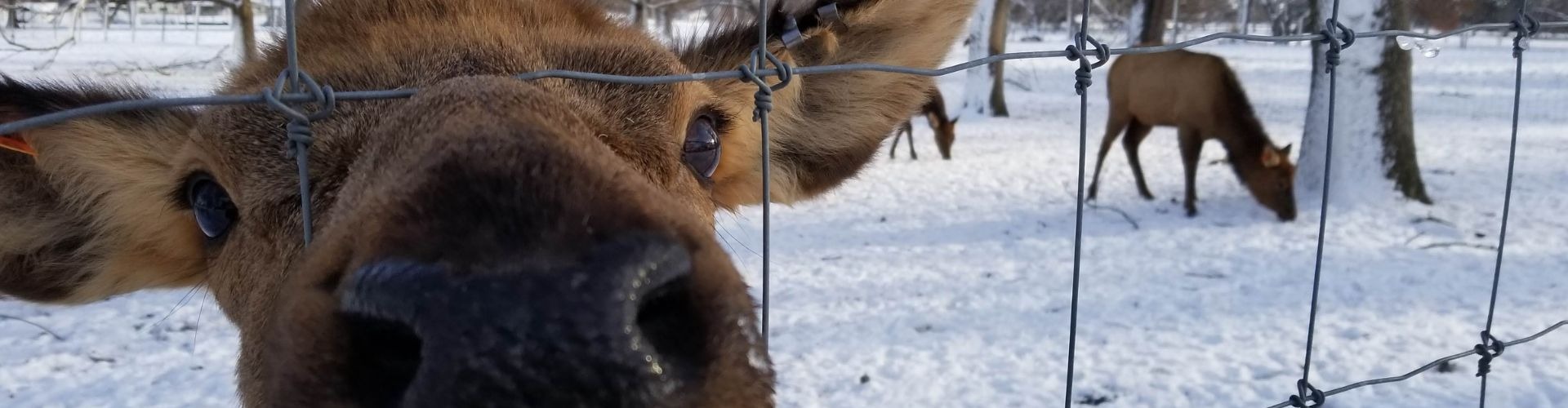 Elk at Botna Bend Park
