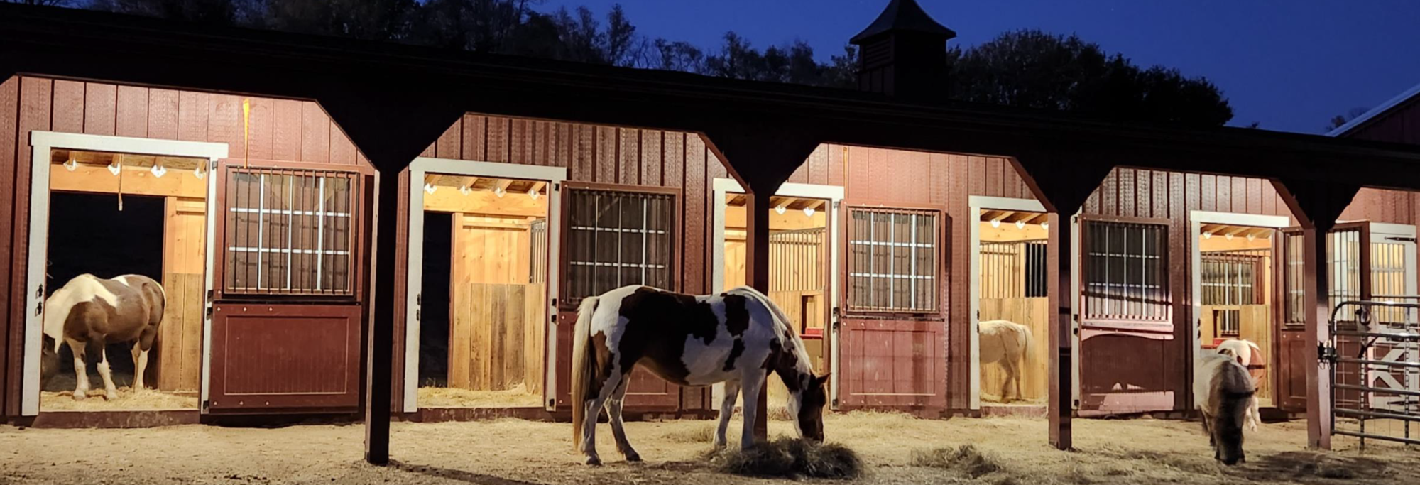 Mini horses in their barns at Horses Help Southwest Iowa